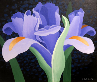 Iris