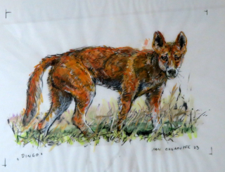Dingo