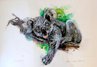 Koala